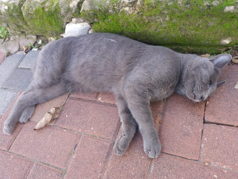 חתול נוסף שהורעל למוות ברחוב השיטה